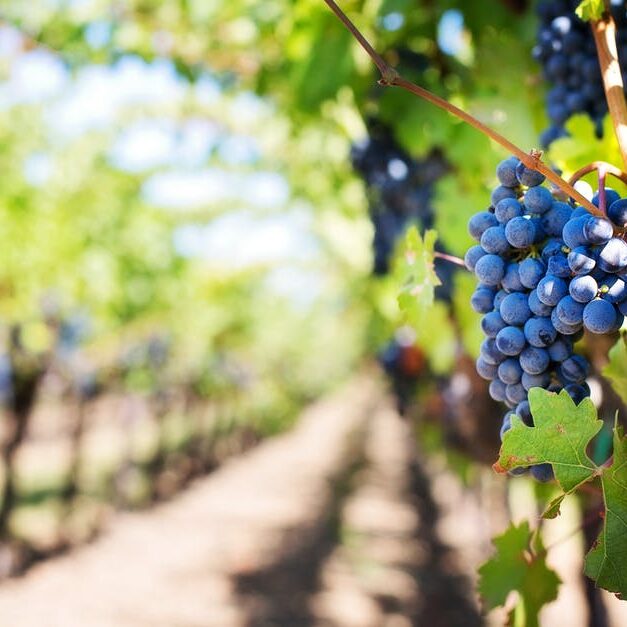 purple-grapes-vineyard-napa-valley-napa-vineyard-39511